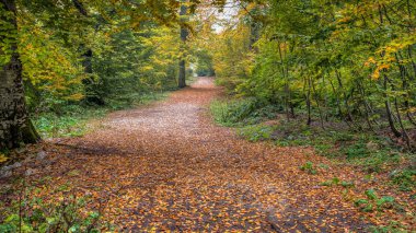 Sarı, turuncu ve kırmızı sonbahar yaprakları ile kaplı yol