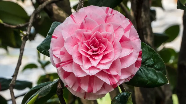 Camellia Japonica Fleur — Photo