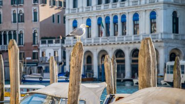 Venedik, İtalya zemin üzerine mimarisi ile ahşap güdük üzerinde martı görünümü