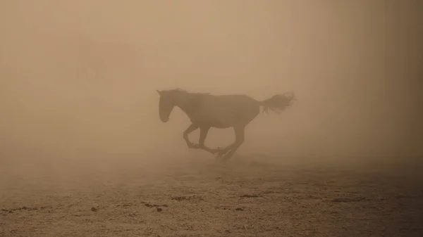 Конь скачет в пыли — стоковое фото