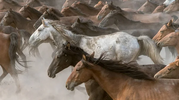 Horses run gallop in dust — Stock Photo, Image