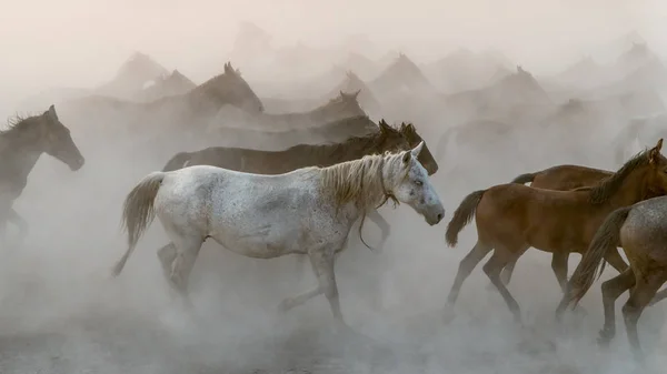 Horses run gallop in dust — Stock Photo, Image