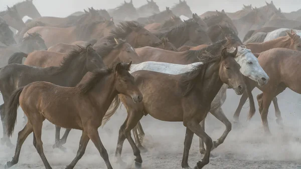 Konie, uruchom galop w pył — Zdjęcie stockowe