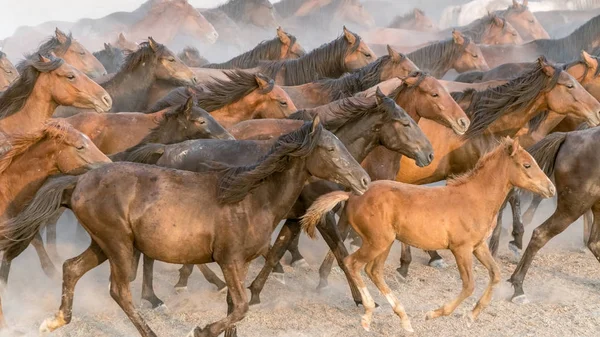 Caballos galopan en polvo —  Fotos de Stock