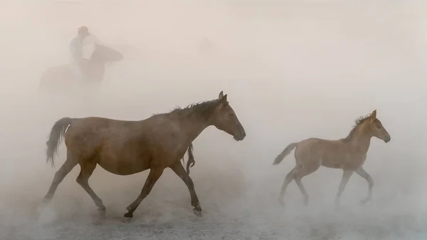 Horses run gallop in dust — Stock Photo, Image
