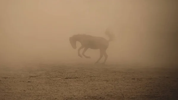 Ló galopp poros környezetben futó — Stock Fotó