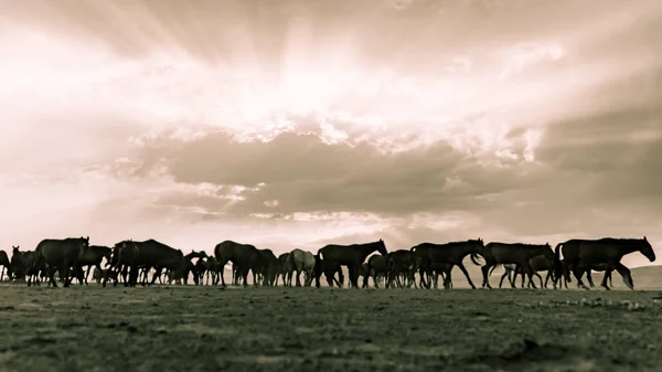 Horses run gallop in dust — Stock Photo, Image