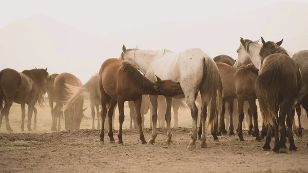 Un grupo de caballos de pie en el polvo —  Fotos de Stock