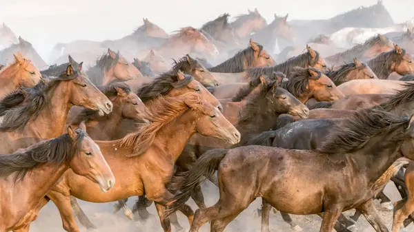 Horses run gallop in dust — Stock Photo, Image