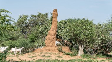 Afrika, Güney Etiyopya, Omo Vadisi büyük termit