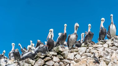 Pelikan ile Peru Paracas Milli Parkı. ICA, Peru