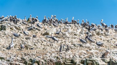 Pelikan ile Peru Paracas Milli Parkı. ICA, Peru