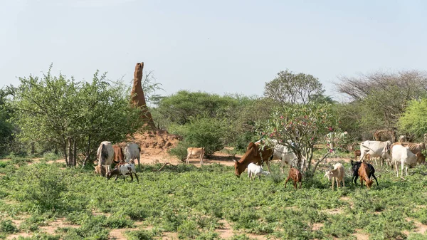 Obrovské termitišti v Africe, jižní Etiopie, údolí Omo — Stock fotografie