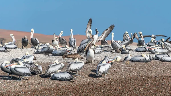 Parque Nacional Paracas en Perú con pelícanos. Ica, Perú — Foto de Stock