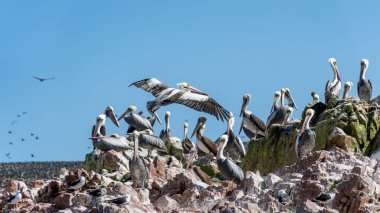 Pelikan ile Peru Paracas Milli Parkı. ICA, Peru