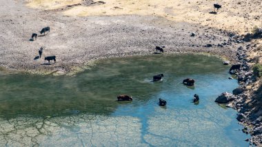 Hayvanlar içme suyu Colca Kanyon, Peru bir havuzda