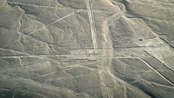 Pelícano como se ve en las líneas de Nasca, Nazca, Perú — Foto de Stock