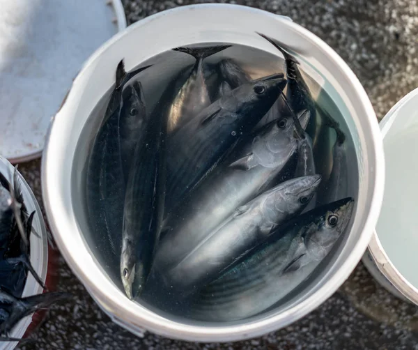 Plastic emmer van vis gevangen door visser. — Stockfoto