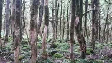 Yürüyerek Kuzey Türkiye Karadeniz Karadeniz Bölgesi Şimşir Orman ağaçları arasında