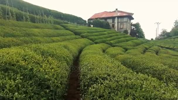 Rize Turquía Julio 2017 Plantación Cerca Blacksea Karadeniz Rize — Vídeos de Stock