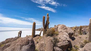 Incahuasi Adası, Uyuni tuzlu Salar de Uyuni, Aitiplano, Bolivya