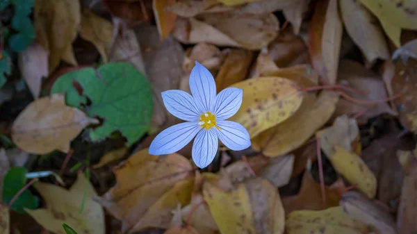 メープルとオークの黄色葉の間の秋の花 — ストック写真