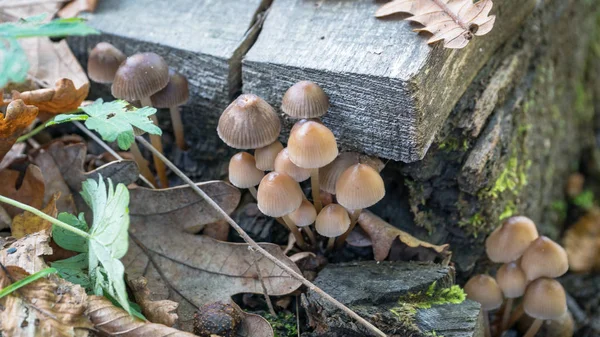 Forest mushrooms in the grass.