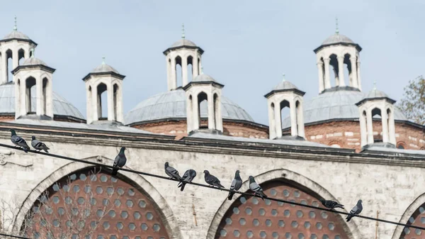 Tetto in stile ottomano e architettura con uccelli in primo piano, Istanbul, tacchino — Foto Stock