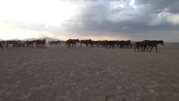 Turkey August 2017 Wild Horses Resting Meadow — Stock Video