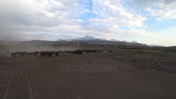 Turquía Agosto 2017 Caballos Salvajes Corriendo Campo — Vídeo de stock