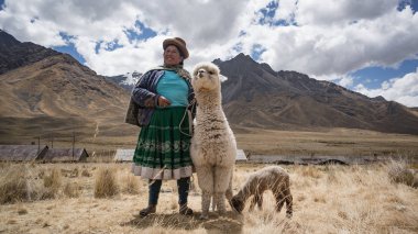 Lama ve alpaka Perulu kadınla.