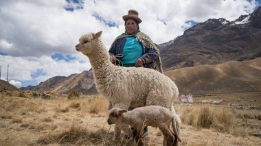 Lama ve alpaka Perulu kadınla.