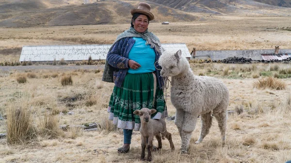 Perui nő láma és az alpaka. — Stock Fotó