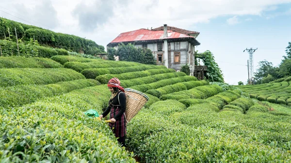 Kimliği belirsiz çay seçici genç kız çay bahçesi Rize Türkiye'nin Doğu Karadeniz