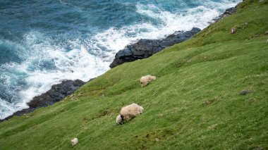 Vagar adasındaki dik bir uçurumda koyun, Faroe Adaları, Danimarka, Avrupa