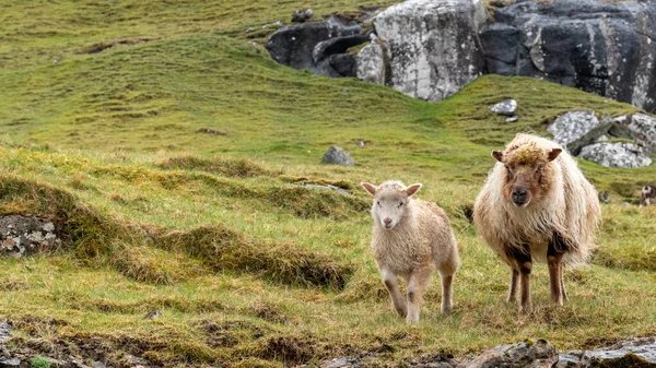 Ovejas en la isla de Vagar, Islas Feroe, Dinamarca, Europa —  Fotos de Stock