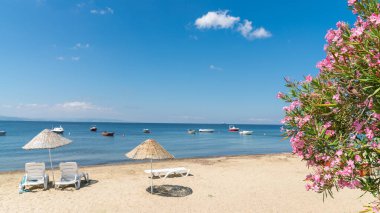 Plaj şemsiyeli Erdek plajı ve Marmara manzaralı pembe çiçekler.