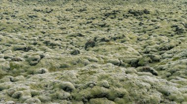 Skaftareldahraun, İzlanda 'da yeşil lav olarak da bilinir.