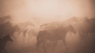 Atlar koşup tozlanıyor. Kayseri Türkiye 'deki Yilki atları sahipsiz yabani atlardır