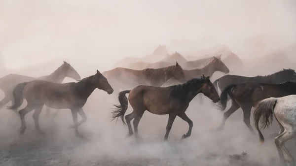 Koně pobíhají a zvedají prach. Yilki koně v Kayseri Turecko jsou divocí koně bez majitelů — Stock fotografie