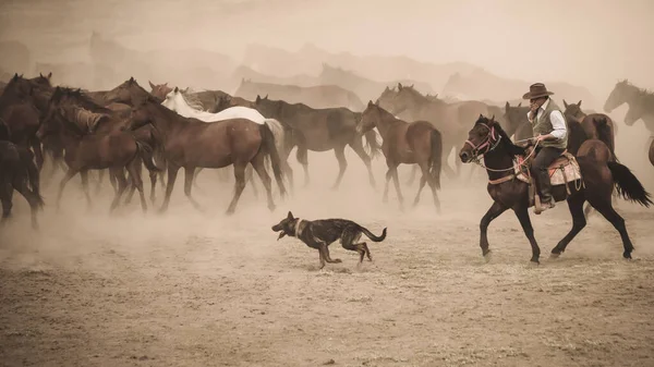 Horses running and kicking up dust. Yilki horses in Kayseri Turkey are wild horses with no owners — Stock Photo, Image