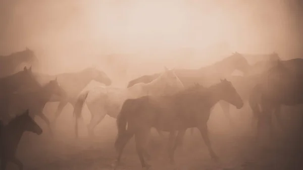 Horses running and kicking up dust. Yilki horses in Kayseri Turkey are wild horses with no owners — Stock Photo, Image