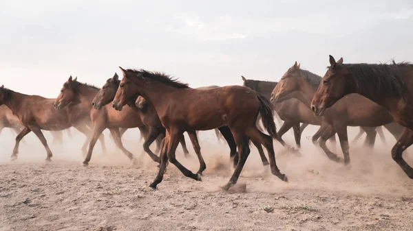 Horses running and kicking up dust. Yilki horses in Kayseri Turkey are wild horses with no owners — Stock Photo, Image