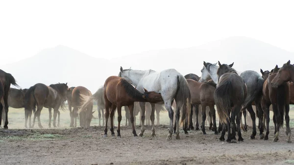 Un caballo bebé se alimenta con leche de su madre. Yilki caballos en Kayseri Turquía son caballos salvajes sin propietarios —  Fotos de Stock