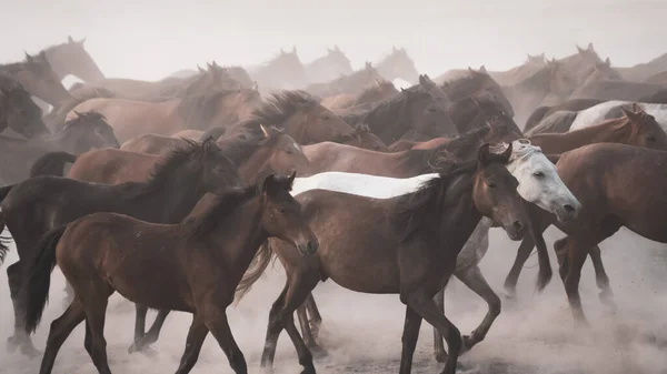 Horses running and kicking up dust. Yilki horses in Kayseri Turkey are wild horses with no owners — Stock Photo, Image