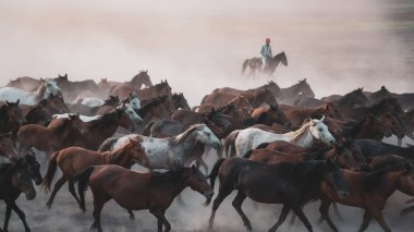 Atlar koşup tozlanıyor. Kayseri Türkiye 'deki Yilki atları sahipsiz yabani atlardır