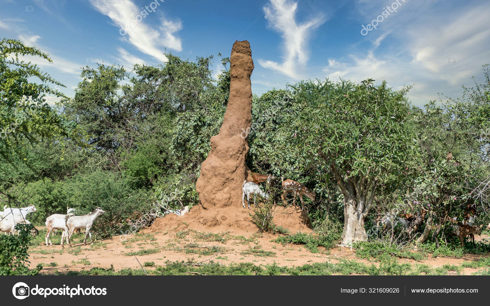 Monte formigueiro enorme térmita na África, Etiópia do Sul, vale do Omo —  Foto © canyalcin #321609026, image size:1600x1000