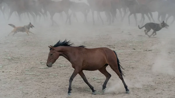 Одинокая лошадь бежит и поднимает пыль. Лошади Йилки в Кайсери - дикие лошади без хозяев — стоковое фото