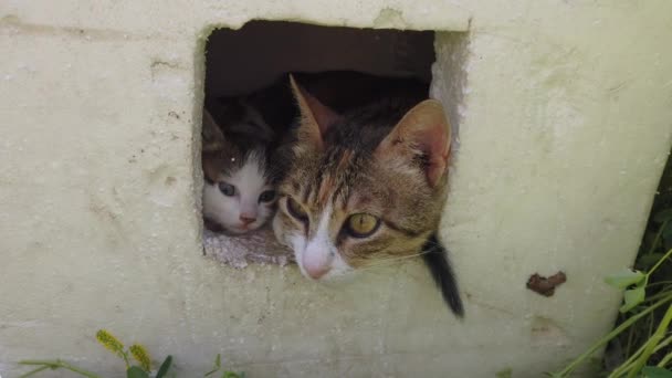 Madre Gatto Con Suo Gattino Carino Una Scatola Sia Sporgendo — Video Stock