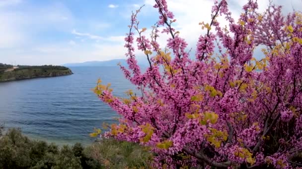 Marmara Adası Balikesir Türkiye Ağustos 2019 Marmara Adası Güzel Çiçekler — Stok video